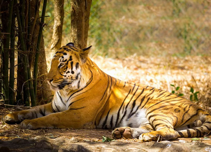 Rajaji Tiger Reserve